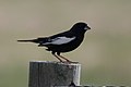 Colorado State Bird